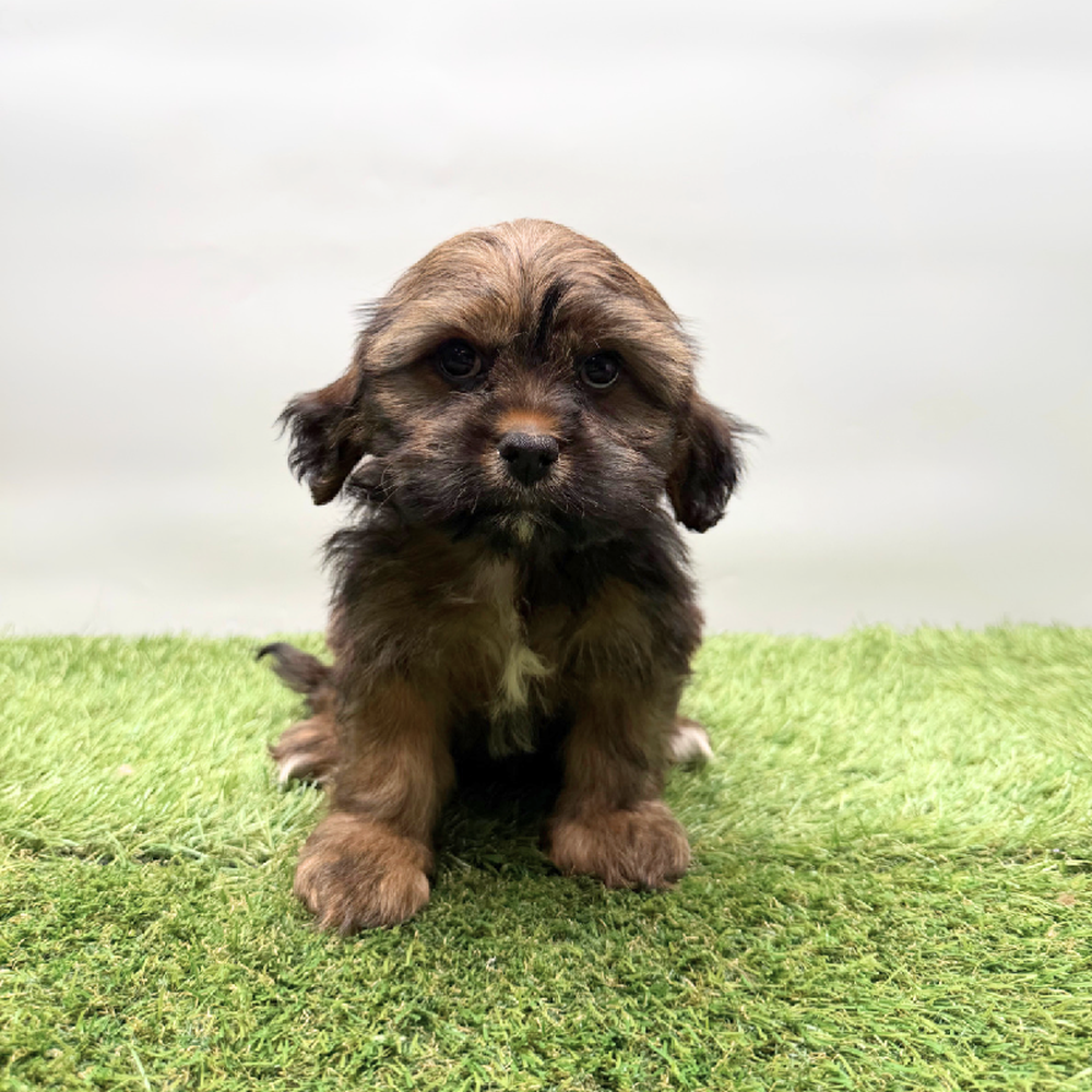 Image of a pet breed in the gallery