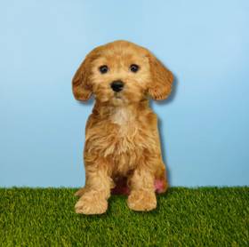 Cockapoo