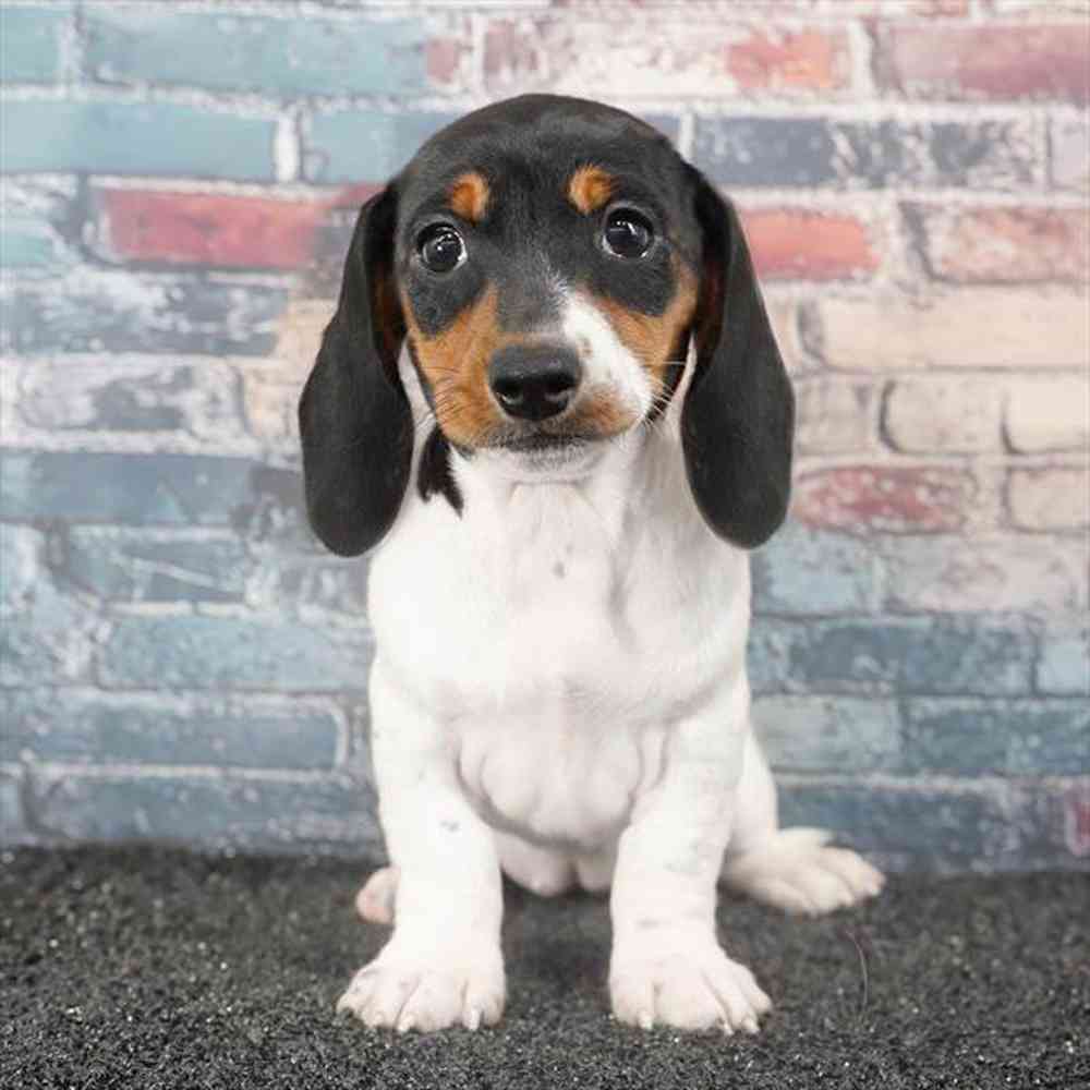 pet breed image