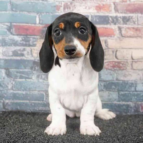 Dachshund