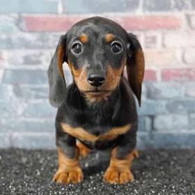 Dachshund