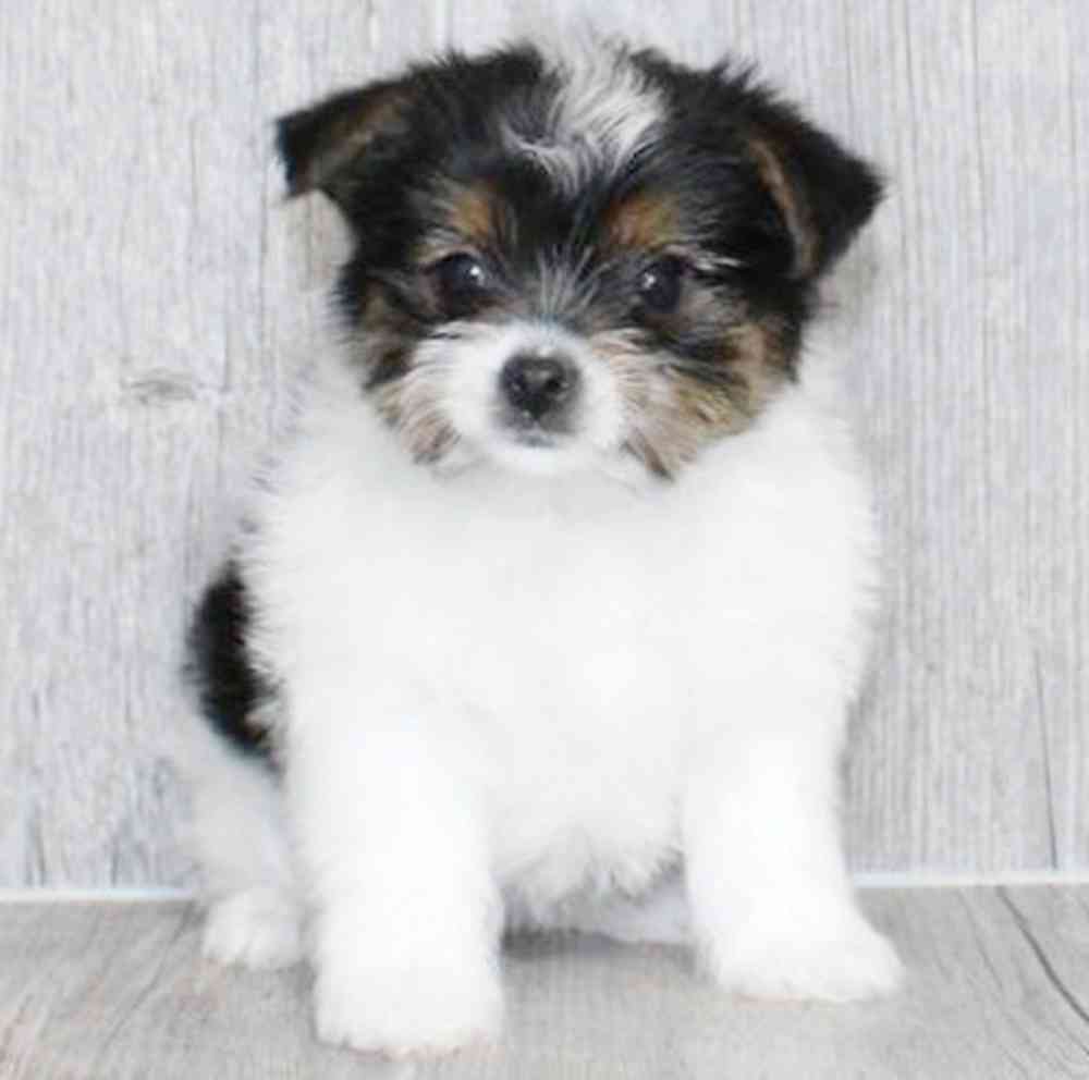 pet breed image