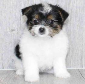 Yorkie
