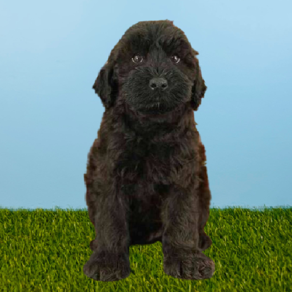 carousel pet images