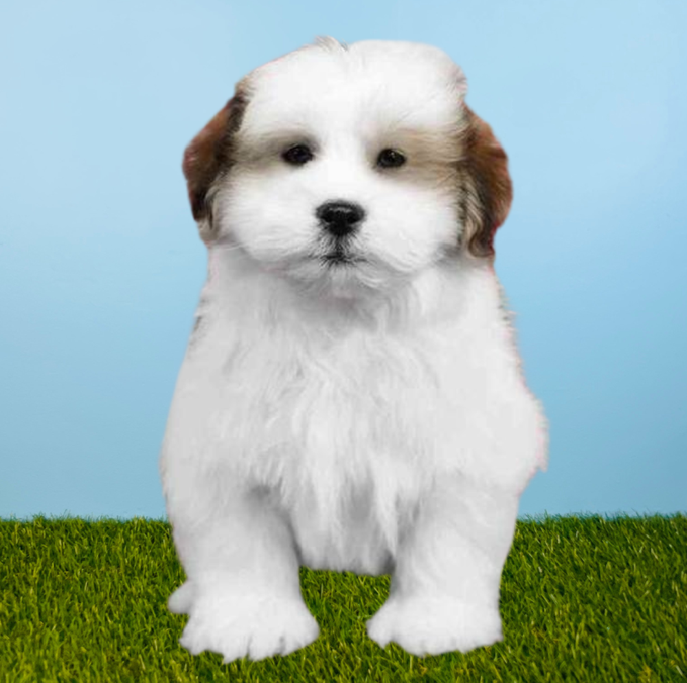 carousel pet images