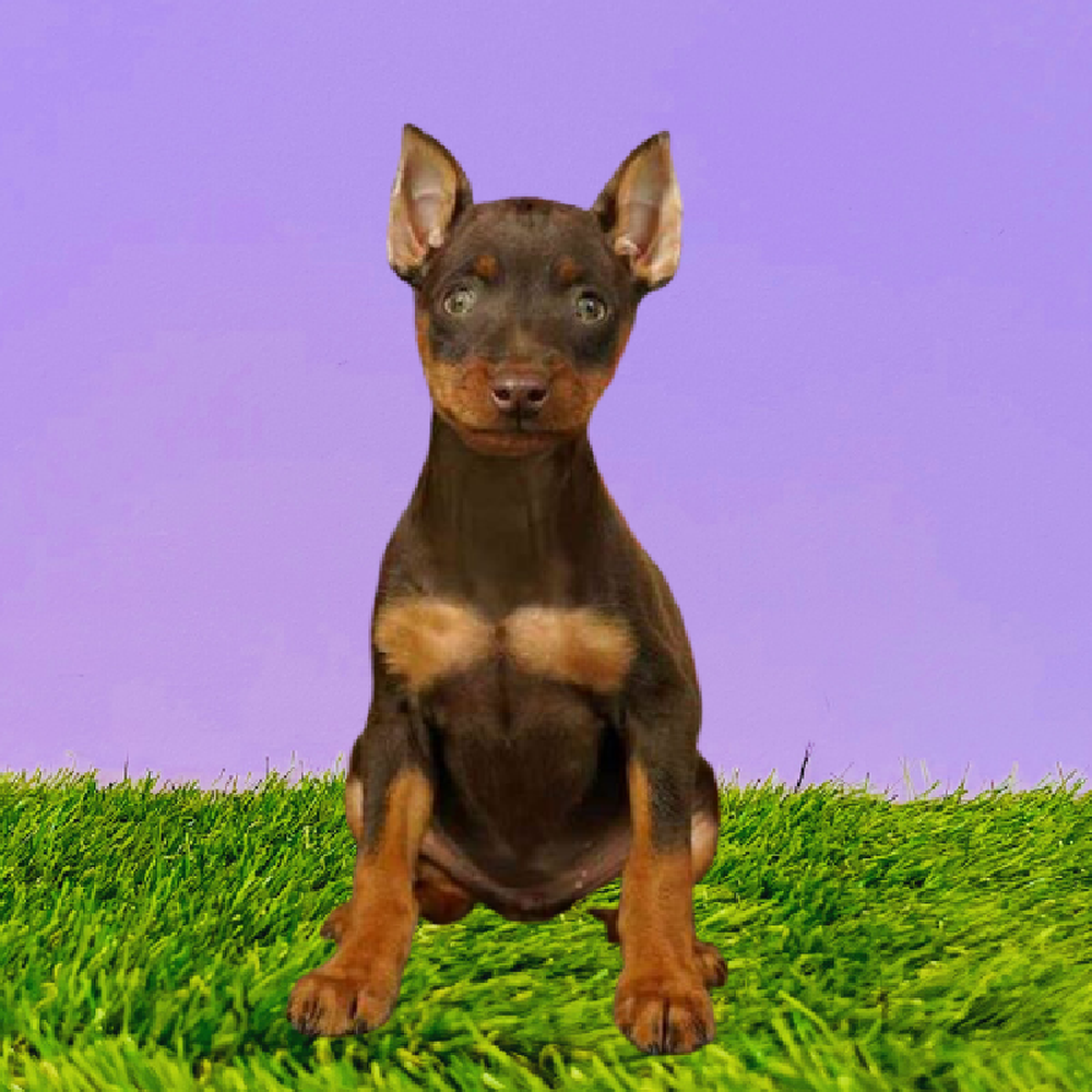 Female Min Pin Puppy for Sale in Marietta, GA