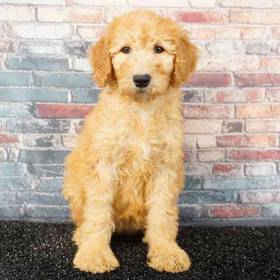 Standard Poodle