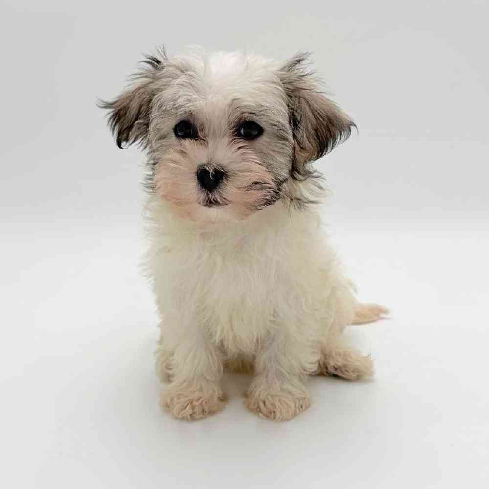 Image of a pet breed in the gallery