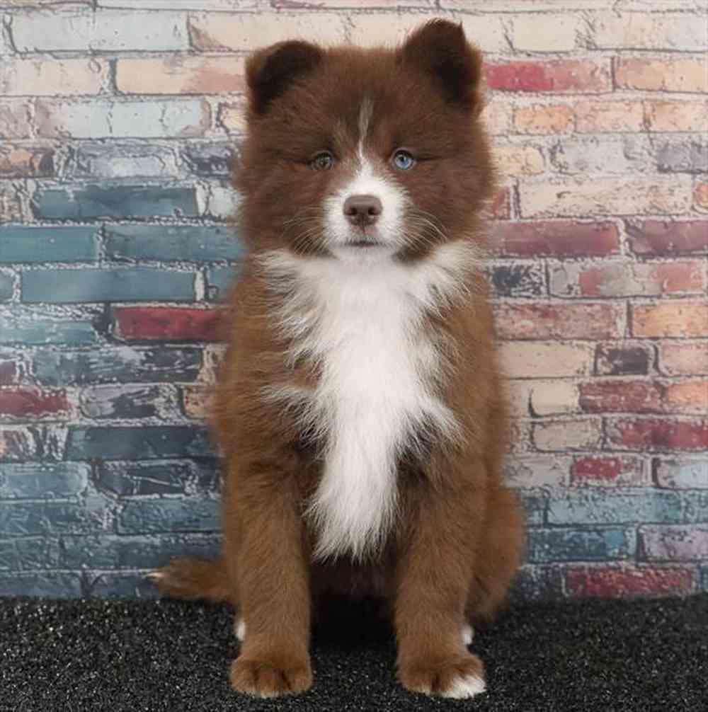 Image of a pet breed in the gallery