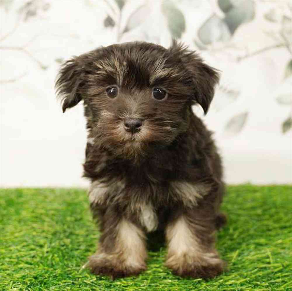 pet breed image