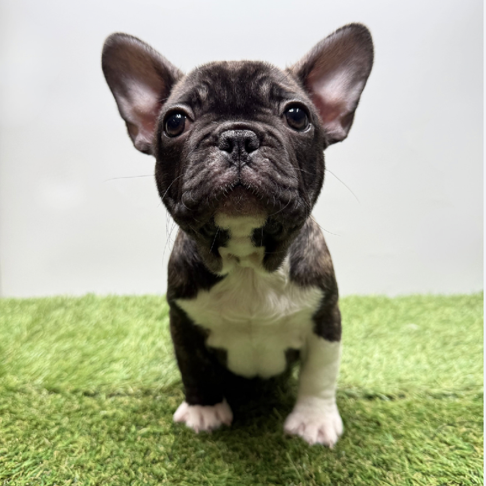 pet breed image