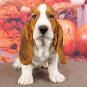 Basset Hound