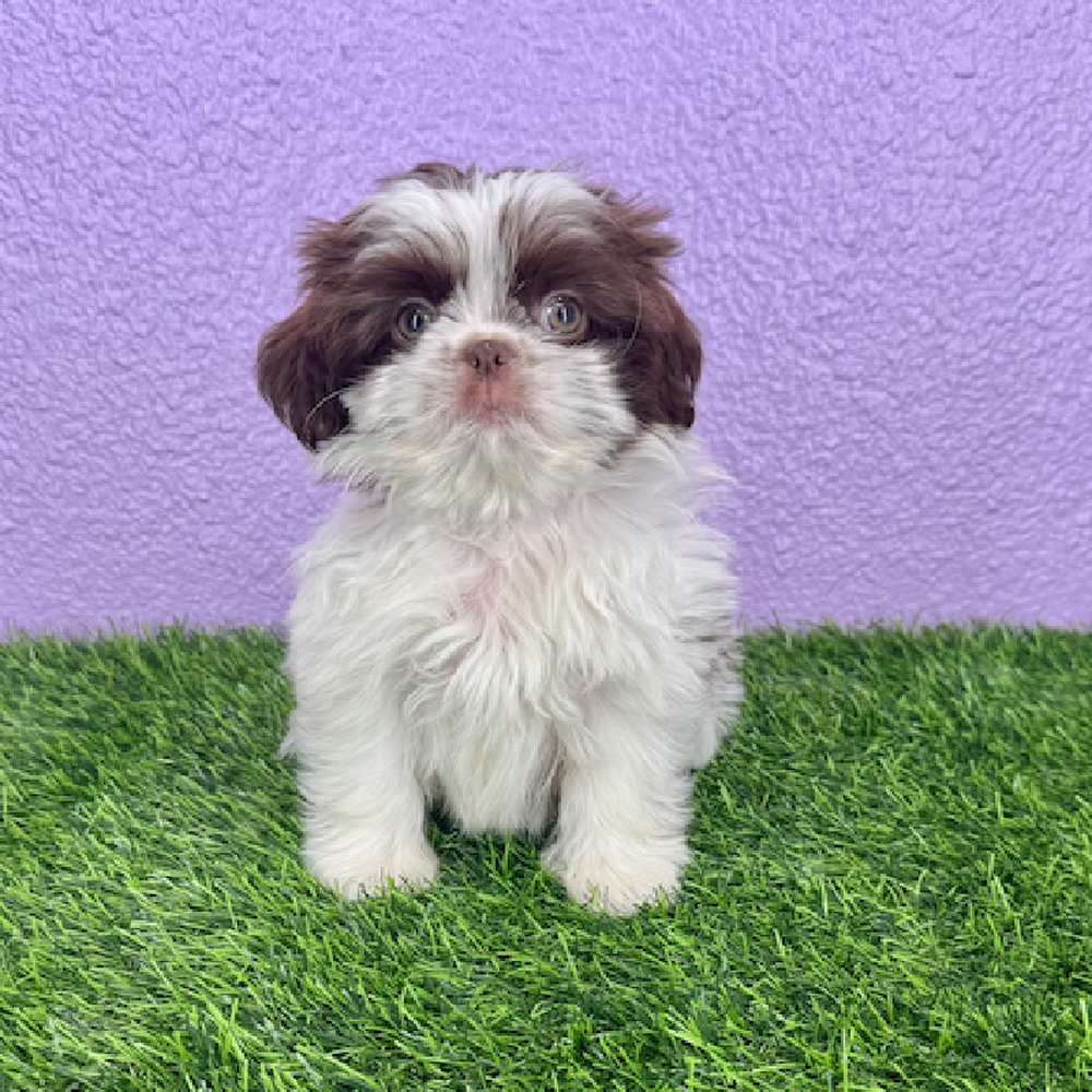 Image of a pet breed in the gallery