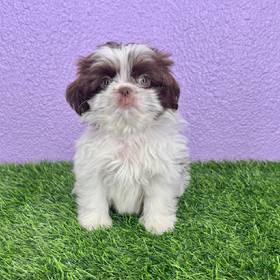 Shih Tzu