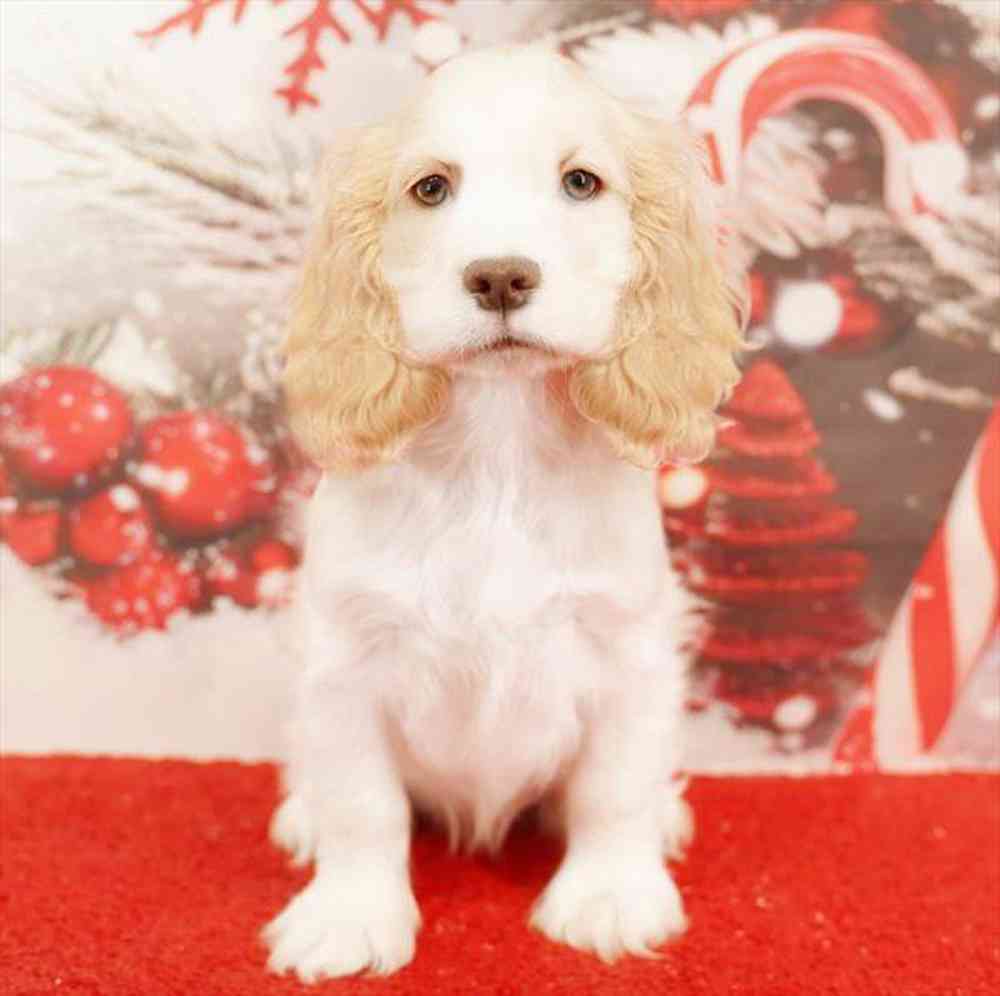 Image of a pet breed in the gallery