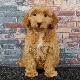 2nd Gen Mini Goldendoodle