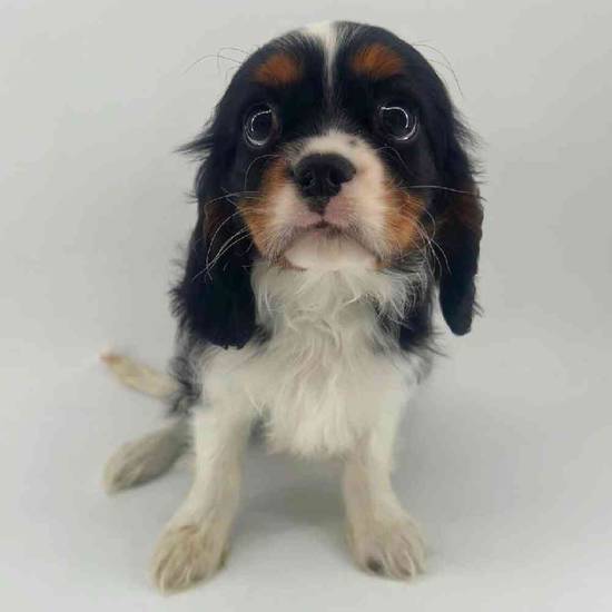 Cavalier King Charles Spaniel