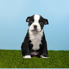 Boston Terrier