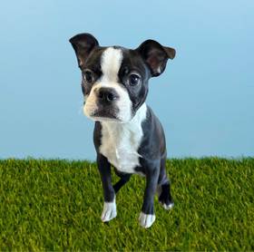 Boston Terrier