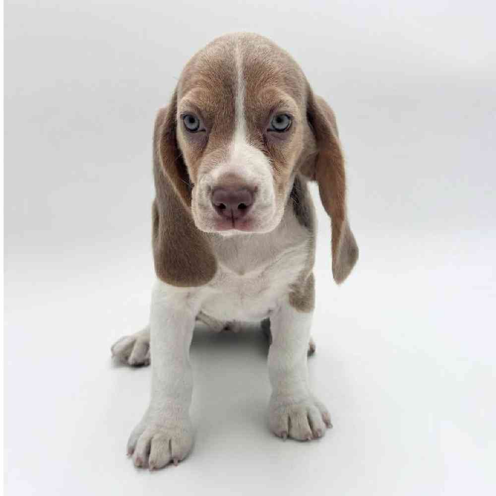 Image of a pet breed in the gallery