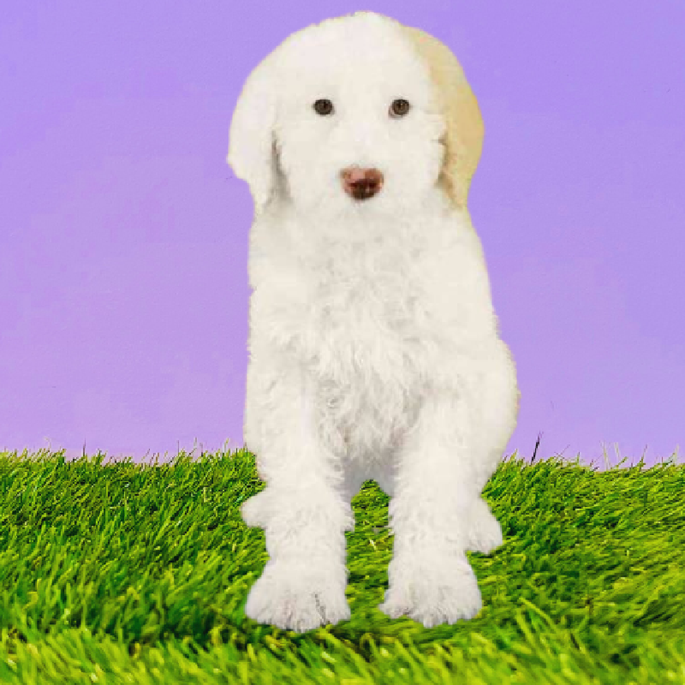 Male 2nd Gen Sheepadoodle Puppy for Sale in Marietta, GA