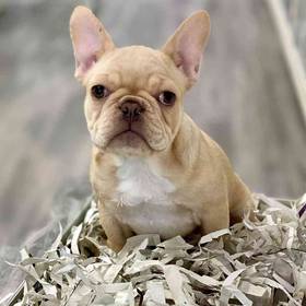 French Bulldog