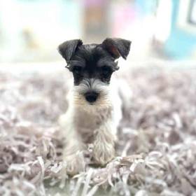 Mini Schnauzer