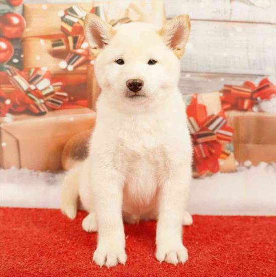 Shiba Inu