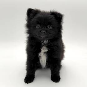 Pomeranian