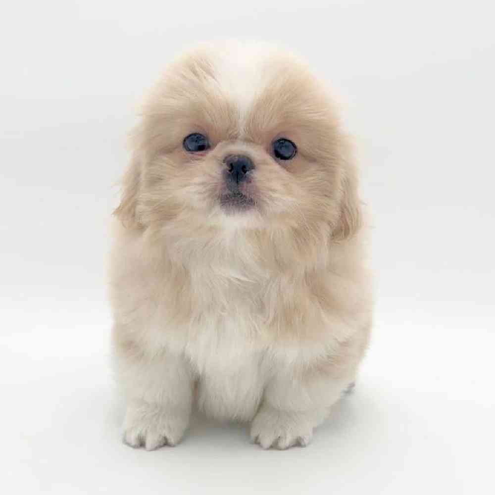 Image of a pet breed in the gallery