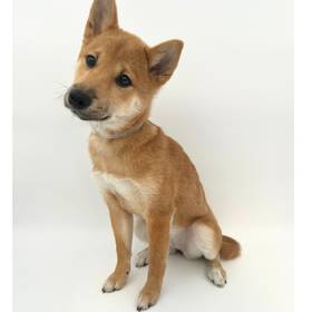 Shiba Inu