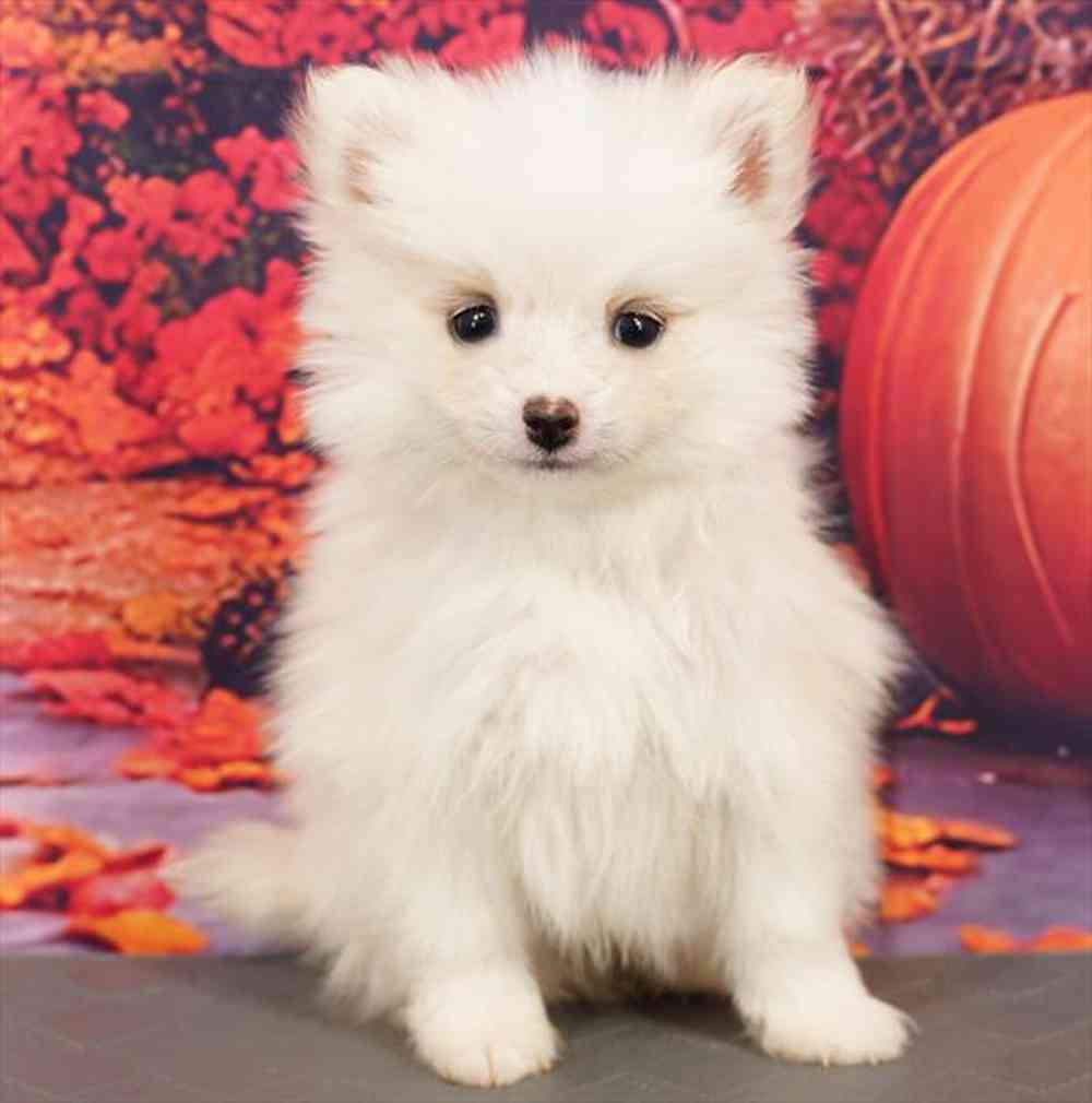 Image of a pet breed in the gallery