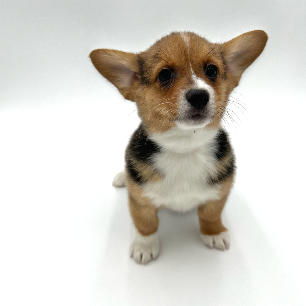 carousel pet images