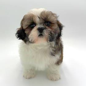 Shih Tzu