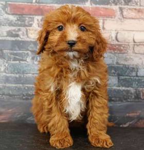 Cavapoo