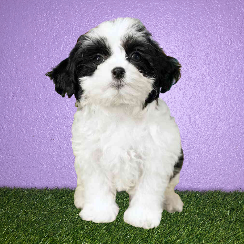 Male Teddy Bear Puppy for Sale in New Braunfels, TX