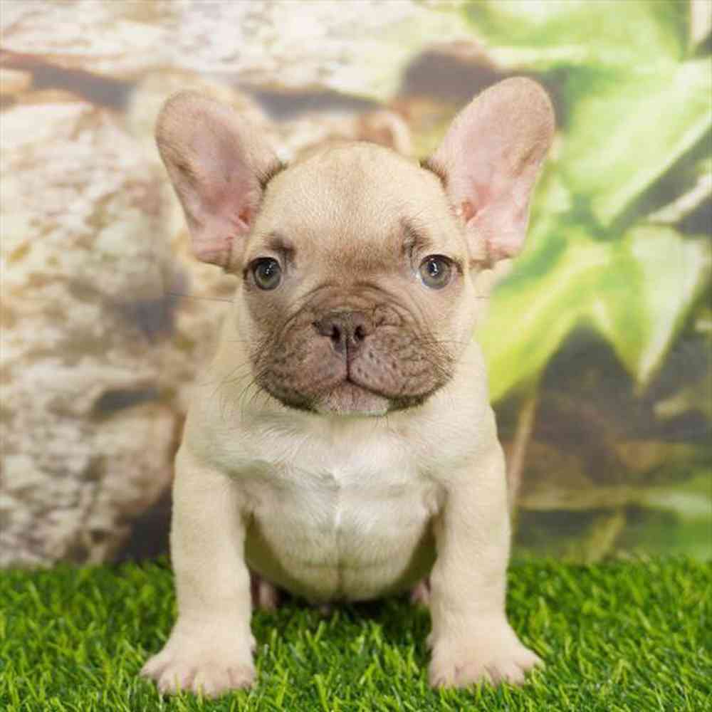 pet breed image