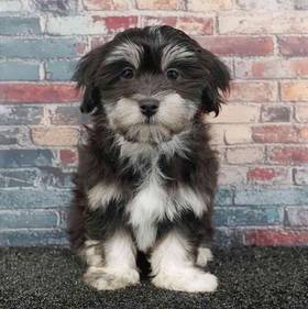Havanese