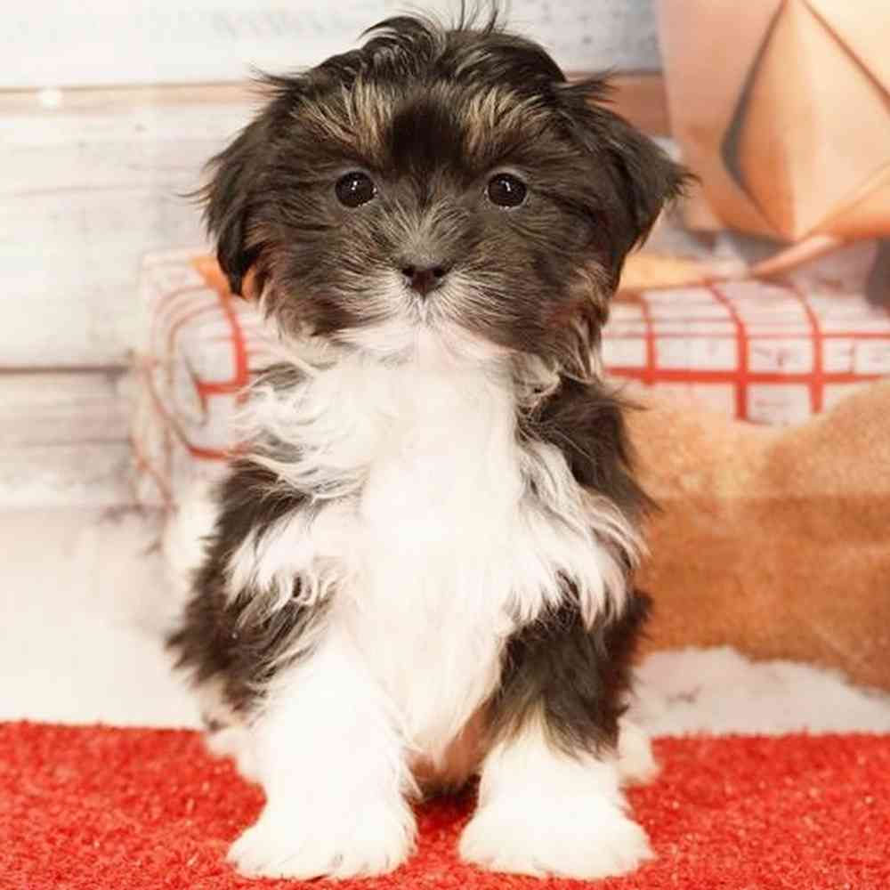 Image of a pet breed in the gallery