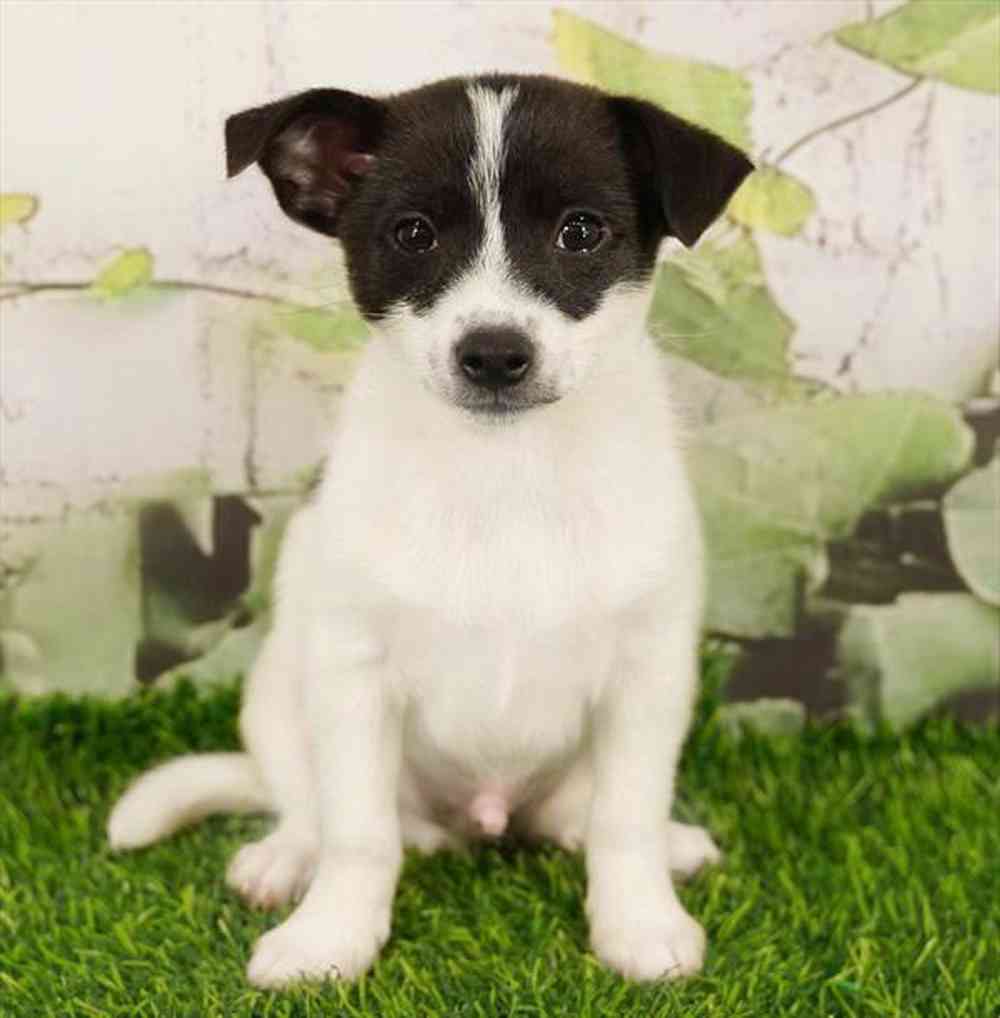 Image of a pet breed in the gallery
