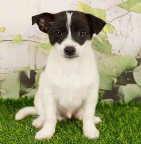 PomChi