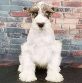 Mini Schnauzer