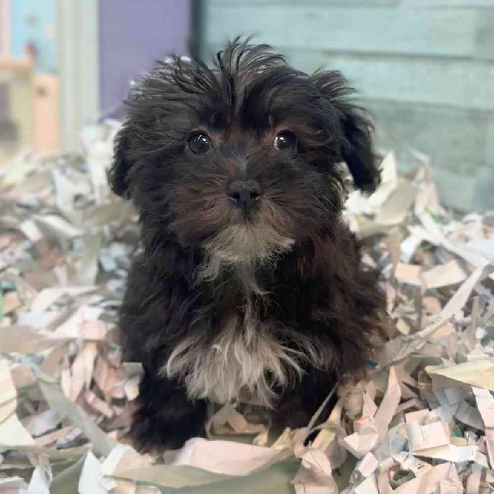 Image of a pet breed in the gallery
