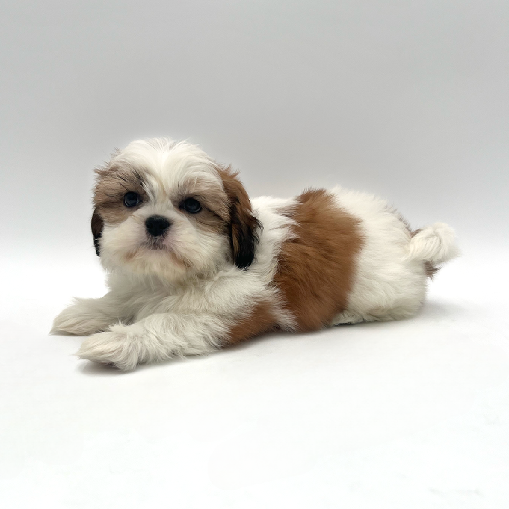 carousel pet images