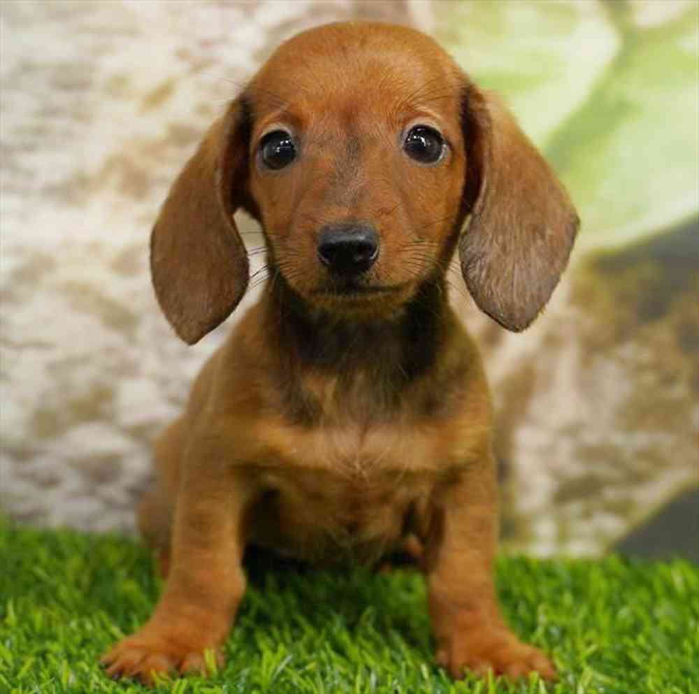 Image of a pet breed in the gallery