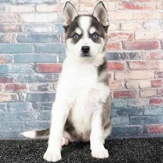 Alaskan Klee Kai