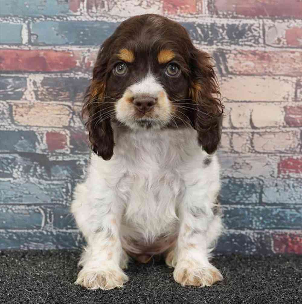 pet breed image