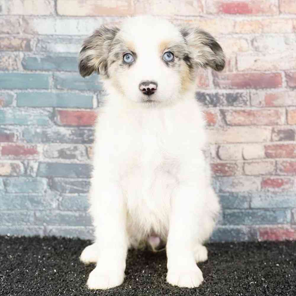 Image of a pet breed in the gallery