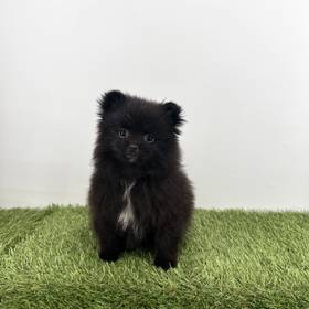 Pomeranian