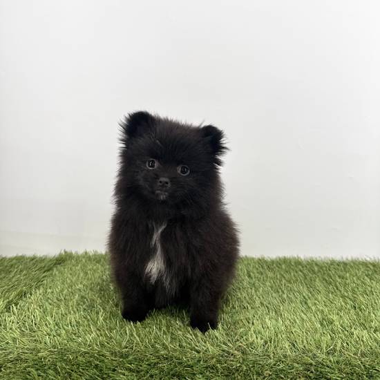 Pomeranian